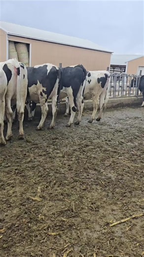 Family event moving heifers today! #dairy #farmwife #mndairy