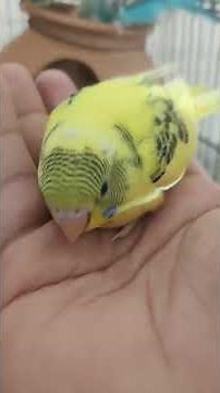 Budgies Sounds| Budgies Chirping sound | Budgies natural sound | Budgies#243