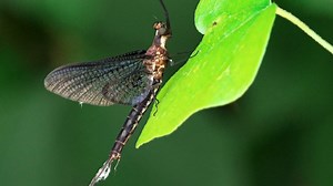 Mayfly mating madness overwhelms West Knox