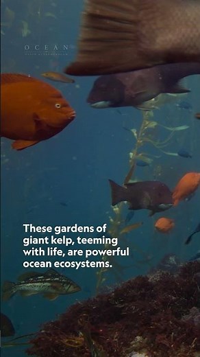 We’re only just starting to understand how important ocean jungles really are. #StepIntoWonder