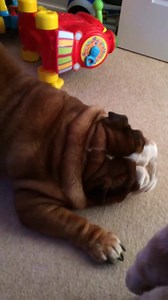 2K views · 179 reactions | Fetch: Isaac finally shows Daddy how it's done. | Fetch:Harry the Bulldog | Facebook