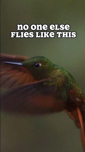 How Hummingbirds Master the Art of Flight! Explained by David Attenborough!