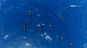 24K views · 343 reactions | The #BluePlanet2 team was advised by the scientific community throughout the series. The latest research being conducted is investigating the degree to which plastic could be contributing to the already high levels of chemical pollution in marine life. | BBC America | Facebook