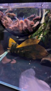 3.6K views · 70 reactions | You can really see why they are called BLUE TAIL BORNEO SUCKERS | Allfish2u | Facebook