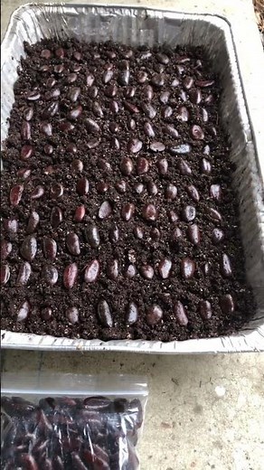 Paw Paw Germination Tricks -