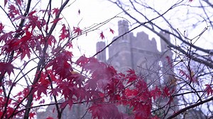 14K views · 430 reactions | Here's one last look at the beauty of Fordham in the fall before winter officially arrives. Alternatively, just play this video on loop for background noise as you study for finals. | Fordham University | Facebook