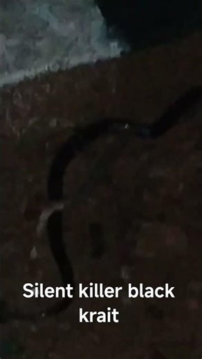 black krait, the silent killer 3 March 2026