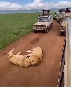 19K views · 844 reactions | Reggae Roots on Reels | Facebook