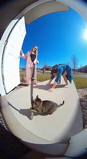 Bravoo Cat!!! 😼⚔️