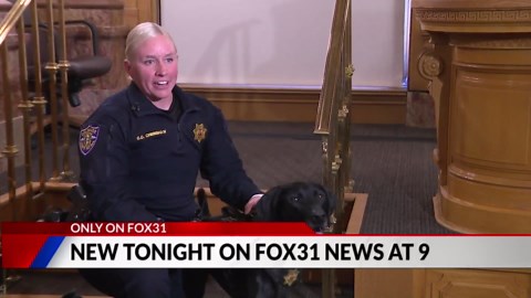 CSP bomb dogs demonstrate their seeking ability