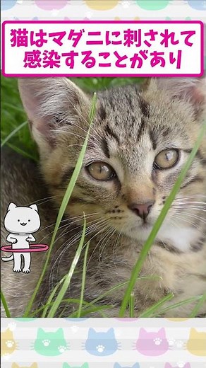 猫から人間に感染？「SFTS」って知ってる？#猫 #sfts #マダニ