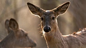 Deer hunting season opens Nov. 3, Texas Parks and Wildlife 'optimistic'