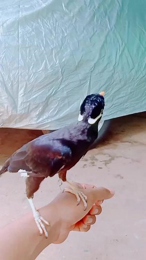 Crow Behavior Observed in Outdoor Setting