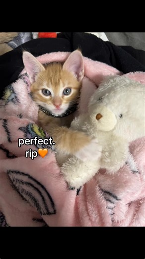 rip my ginger bby irl 🧡#adoptme #roblox #cat #ginger #fyp