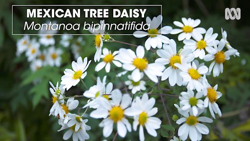 Plant Profile | Mexican Tree Daisy - Gardening Australia