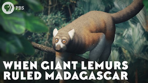 Just a few thousand years ago, the island of Madagascar was inhabited by giant lemurs. How did such a diverse group of primates evolve in the first place, and how did they help shape the unique environments of Madagascar? And how did they get winnowed down, leaving only their smaller relatives behind? | Eons • PBS