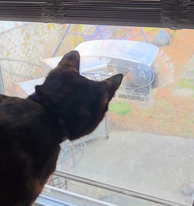 1.5K views · 25 reactions | Excuse me! This tiny tree-rat has some nerve, marching right up and stealing my birds’ snacks like he owns the yard. I sit here, Freyja Goddess of the Window Ledge, guardian of feathers and crunchies. I chirp warnings. I tail-twitch. I even give him my most mystical, ancient-forest glare… Does he care? No. He chitters back like, “Thanks for the meal, sucker.” | Freyja Goddess of Purr | Facebook