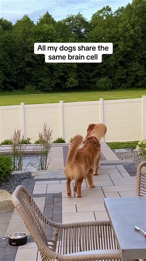 Funny 'Bad Dog' Moments That Make You Laugh — Dog TikTok Clips