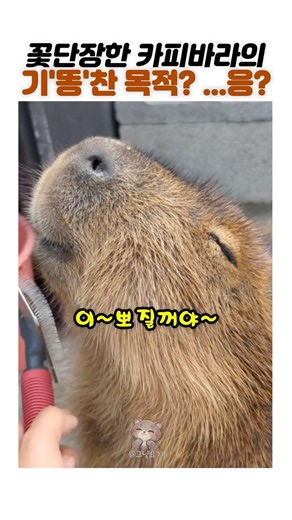 The fate of the perfectly groomed capybara lol 🤭 #shorts #capybara