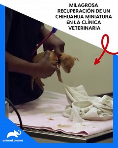 Este emocionante video narra la historia de un cachorro de chihuahua miniatura que llegó de urgencia a la clínica veterinaria tras sufrir convulsiones y su nivel de glucosa disminuyó considerablemente | Animal Planet Latinoamérica
