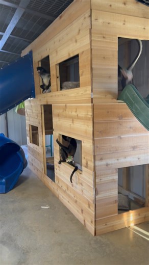 The monkey house bunk beds are almost complete and I’d say they love it! | Our Life Adventures