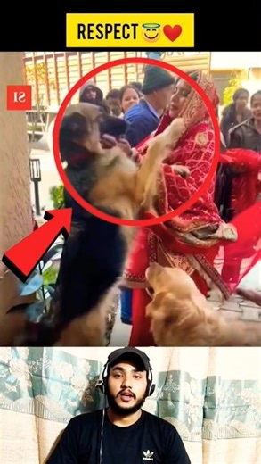 😱Emotional Goodbye Between a Bride and Her Dogs 👰🐕 #shorts #shortsvideo #kindness #viralvideo