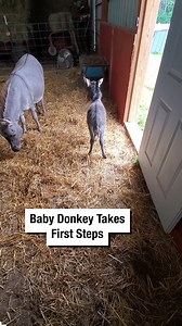 Baby Donkey Takes First Steps! | Wrestling News
