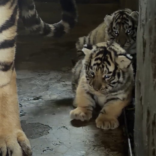 Zoo Tube Officials on Instagram: "🐯🐯🐯#LittleTiger Two helpless little tigers #cute #kitty #tiger #tigercub #fyp #foryou #kitten"