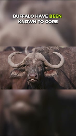Top Ten Prey Species That Fight Back Against Predators: Cape Buffalo