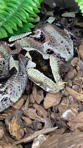 Does this snake look venomous or what?! 😅 this Gaboon Viper is one mean mother 🐍