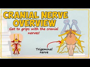 The Cranial Nerves