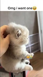 Too Cute to Handle 😽 | Kitten Compilation