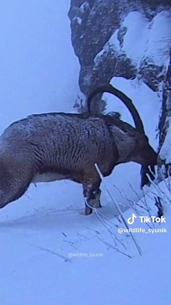 A lone bezoar goat in the mountains of Armenia, Syunik. #naturewild #wildanimals #armenianwildlife #armenia #syunik