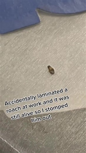 Roaches are lowkey indestructible 😂 #cleanliness #fyp #stomped #roaches | Beefingwiththeblacks