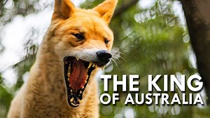 Meet the Dingo: The King of Australia’s Animal Kingdom