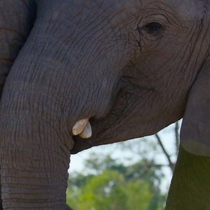 Disneynature film narrated by Meghan Markle