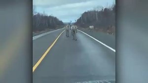 219K views · 10K reactions | Just another morning commute in Newfoundland, or training for December 24th? 歷 Either way, at least they're using the right lane! Video: @milihife/Twitter | The Weather Network | Facebook