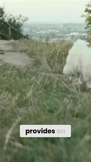 Coyotes attacking pets! Horrifying encounters