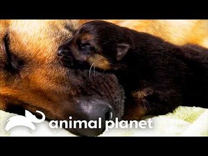 The Absolute Cutest Animals of SEASON 2! | Too Cute! | Animal Planet