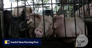 Tainted pork scandal creates demand for locally grown pork