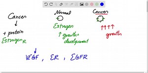 SOLVED:Targeted therapies are used in patients with a certain gene expression pattern. A targeted therapy that prevents the activation of the estrogen receptor in breast cancer would be beneficial to what type of patient? a. patients who express the EGFR receptor in normal cells b. patients with a mutation that inactivates the estrogen receptor c. patients with over-expression of ER alpha in their tumor cells d. patients with over-expression of VEGF, which helps in tumor angiogenesis