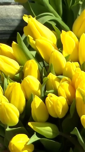 SEA OF TULIPS: A touching story of tribute to Maria Kaczyńska