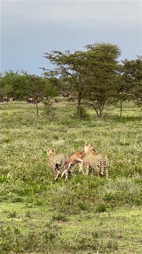 Two Cheetah Brothers Catch a Young Wildebeest