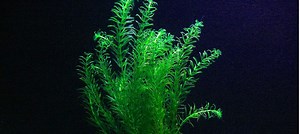 Elódea (Egeria densa) | MyAquarium