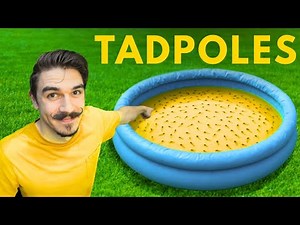 I Saved 273 Tree Frog Tadpoles and Released a Frog Army!