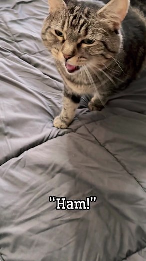 78K views · 2.8K reactions | Stepping past all the pups to ask me a very important question…#pennythecat #talkingcat | Aymiie Herrman | Facebook