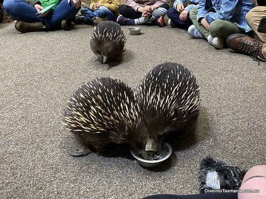 Platypus House: Everything You Need To Know [2023]