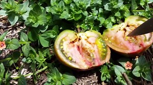Fruit Fly Stinging Cucumber in garden & Tomato Damage