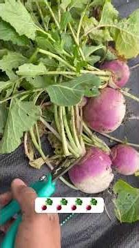 I planted turnip seeds once and this happened #gardening #harvest #homestead