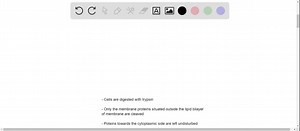 The shapes of a protein's domains often give clues to its functions. For example, protein HLA (human leukocyte antigen) is a type of recognition protein on the outer surface of all vertebrate body cells. Certain cells of the immune system use HLAs to distinguish self (the body's own cells) from nonself (invading cells). Each HLA protein has a jawlike region that can bind to molecular parts of an invader. It thus alerts the immune system that the body has been invaded. Speculate on what might hap